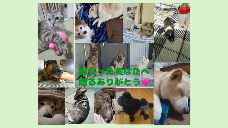 保護犬猫も超大型犬も！火葬車で最期の愛を届けたい♡