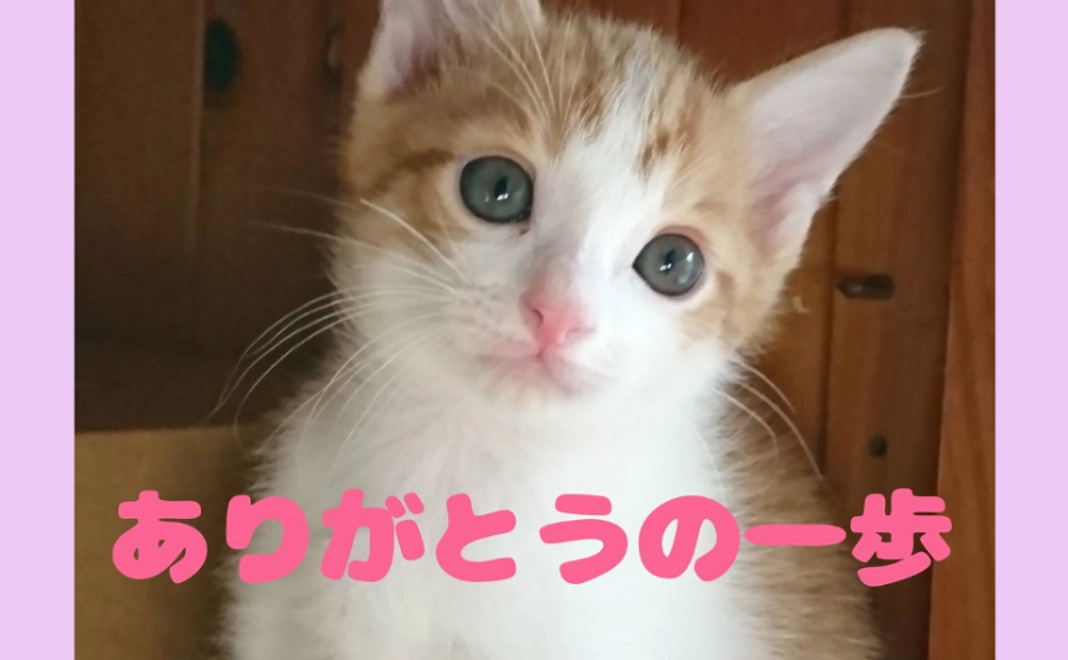 ありがとうの一歩プラン