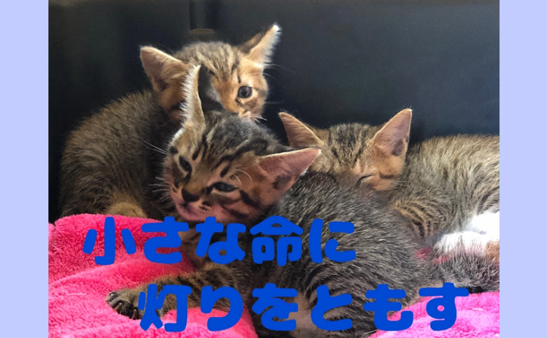 小さな命に灯をともすプラン