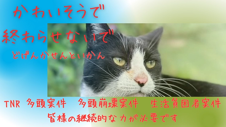 福岡県筑豊地区TNR助成金及び崩壊案件で不幸な猫を減らしたい