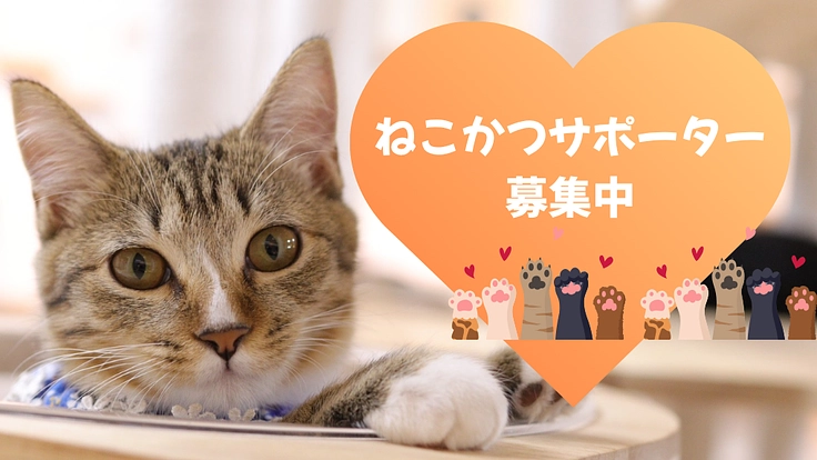 250頭の保護猫たちの医療費を|ねこかつサポーター