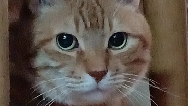 保護猫たちへご支援お願いします。 のトップ画像