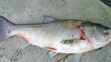 厄介者の外来魚を美味しく食べられるドッグフードに加工する のトップ画像