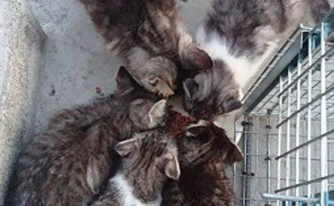 5,000円支援コース