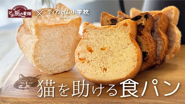 「ミニねこ食パン」で保護猫を助けたい！ のトップ画像