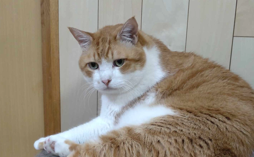 サンクスメール