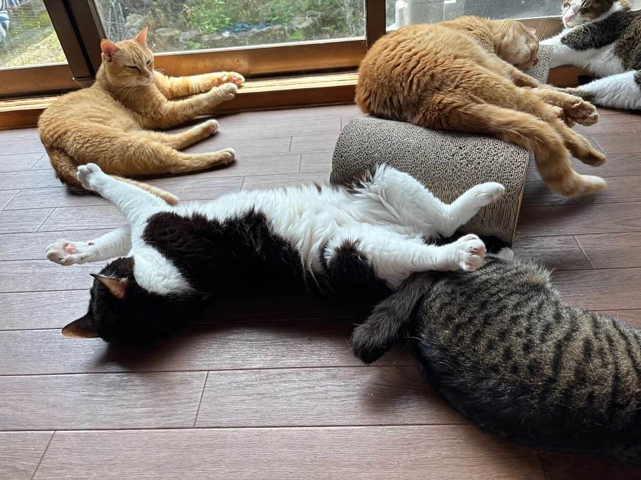 残り8日となりました