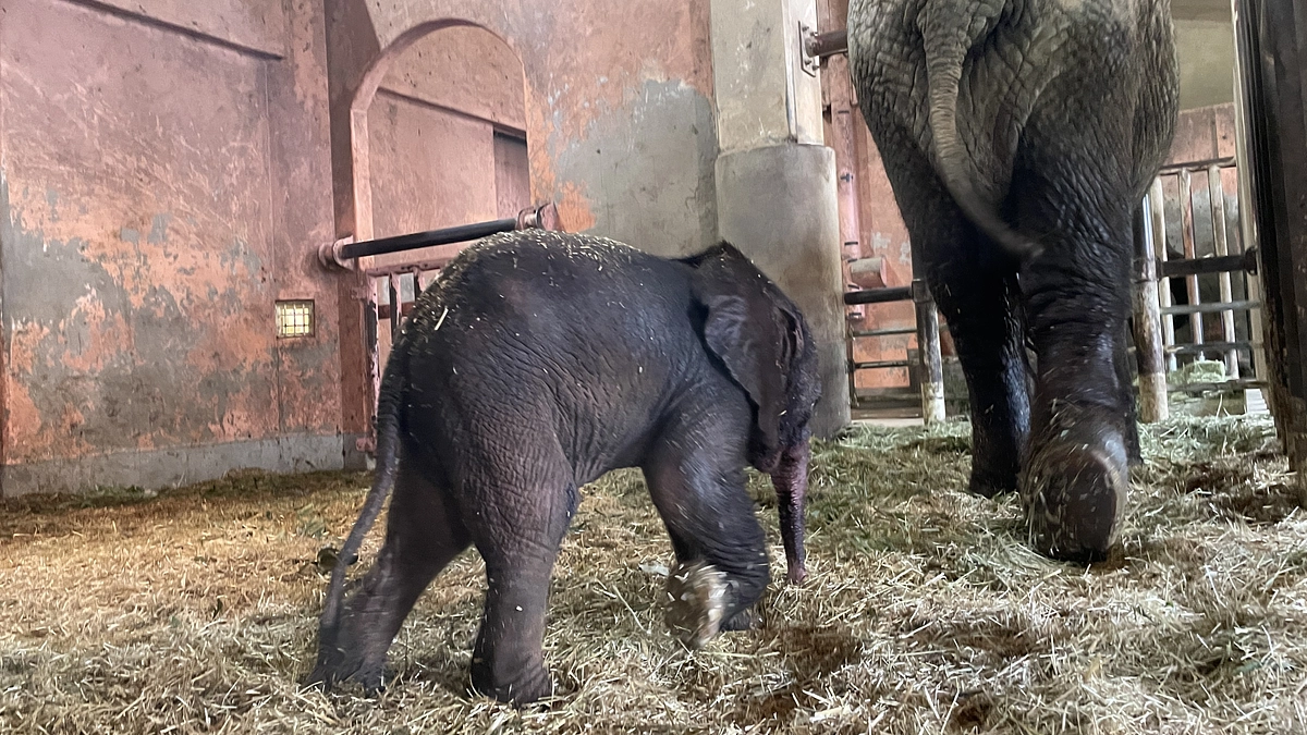 【ご報告】赤ちゃんゾウの性別と現在の様子について