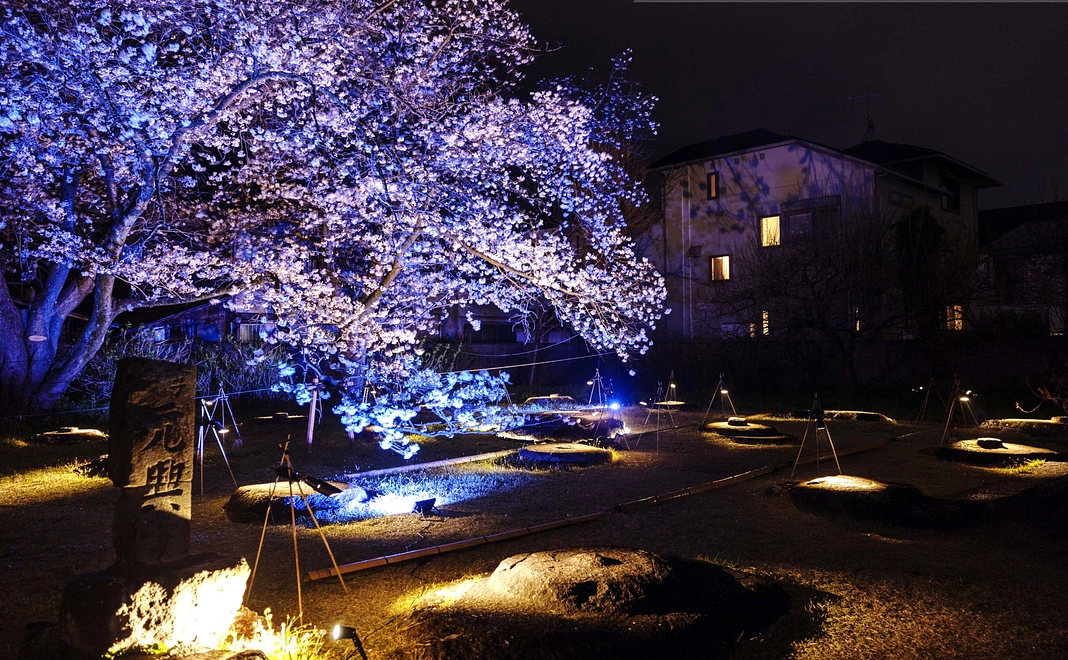 P  令和8年４月塔跡桜ライトアップ拝観ご招待（住職による案内）16名様限定