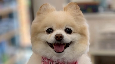 心臓病（僧帽弁閉鎖不全症）の保護犬ちゅらを助けてください！ のトップ画像