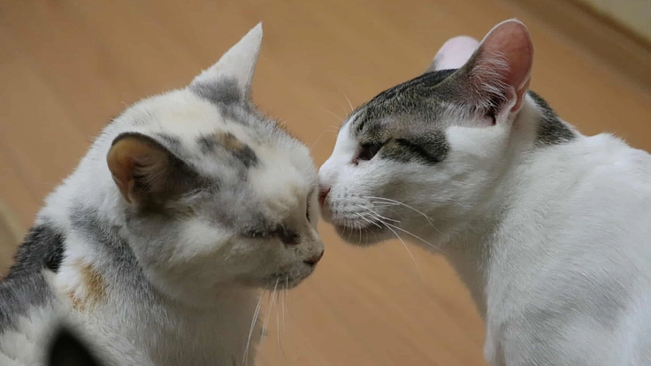 「猫のしあわせ」を紡ぐ!古民家猫カフェの修繕費をご支援下さい。