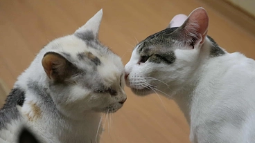 「猫のしあわせ」を紡ぐ！古民家猫カフェの修繕費をご支援下さい。 のトップ画像