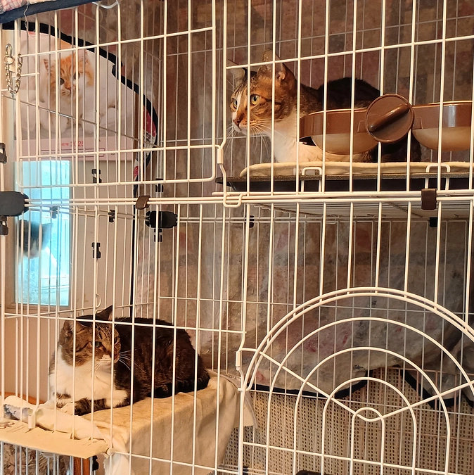 シェルターの新入生