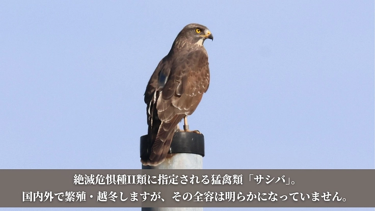 【第三弾】絶滅危惧種サシバの保全を皆の手で。渡りの全容解明への挑戦 2枚目