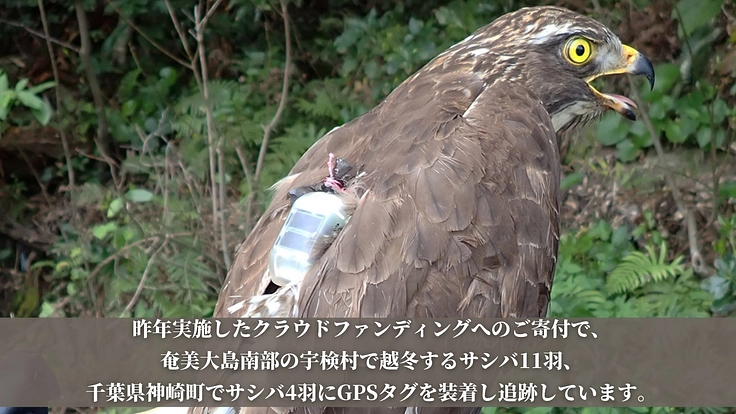 【第三弾】絶滅危惧種サシバの保全を皆の手で。渡りの全容解明への挑戦 4枚目