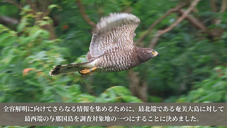 【第三弾】絶滅危惧種サシバの保全を皆の手で。渡りの全容解明への挑戦 5枚目