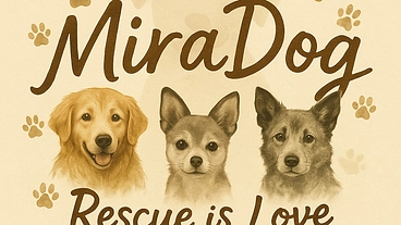 保護犬たちに安心できる家を！命をつなぐ施設をつくりたい のトップ画像