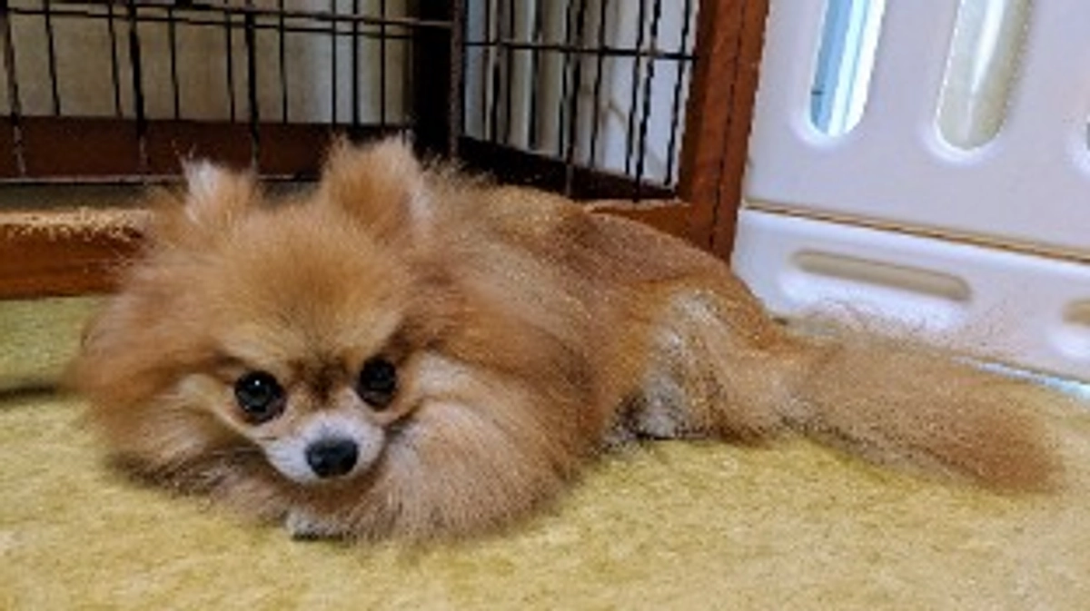 シェルターの近況