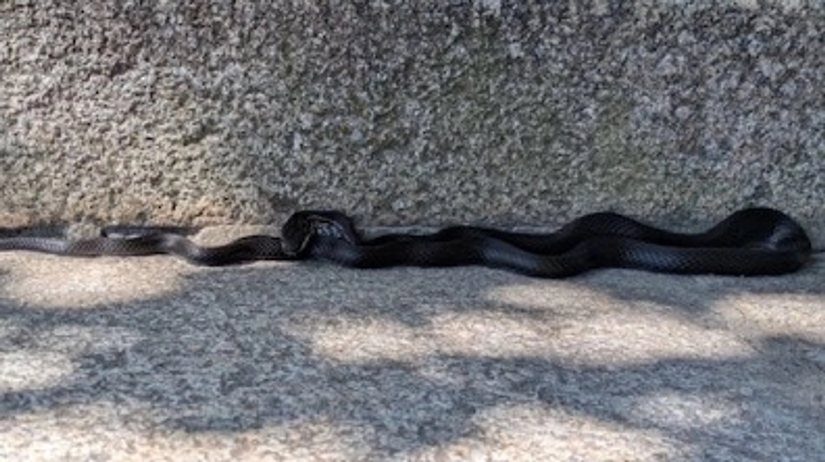 神社に「黒蛇」さんが現れました。