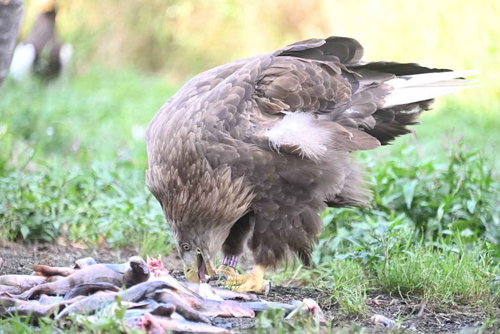 終生飼育中のワシたちの食事風景