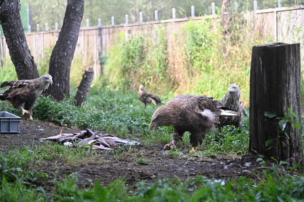 終生飼育しているワシ達の飼育環境を少しずつ改善しています！