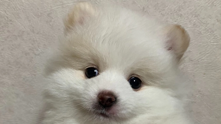 先天性門脈体循環シャントで苦しむ　♡もこを助けてください♡