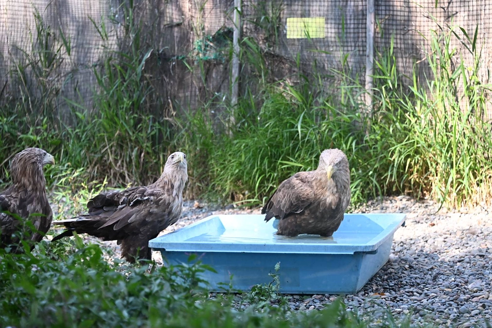 オジロワシの入浴シーン！