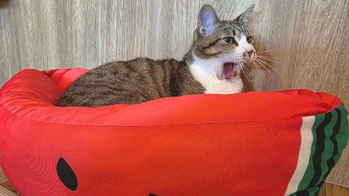 ニャンズとスイカを食べたい季節🌻