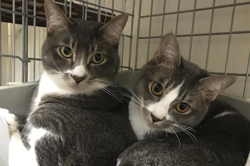 エビ＆ビビ兄弟猫が優しい里親さんのもとに行きました！