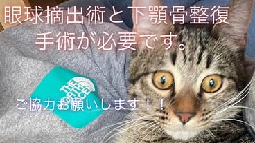 【車にひかれた猫】保護猫の手術・治療に必要です！！ のトップ画像