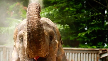 #宮子にプールを｜宇都宮動物園の宮子に、48歳の誕生日プレゼント のトップ画像