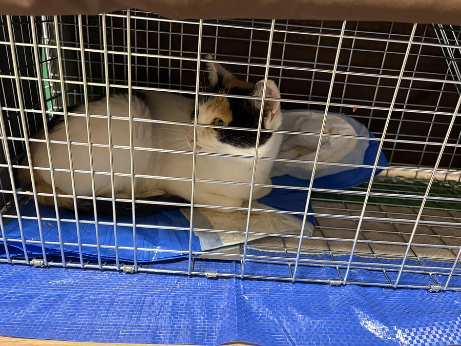 【進捗報告】三毛ちゃん(TNR予定)を捕獲いたしました