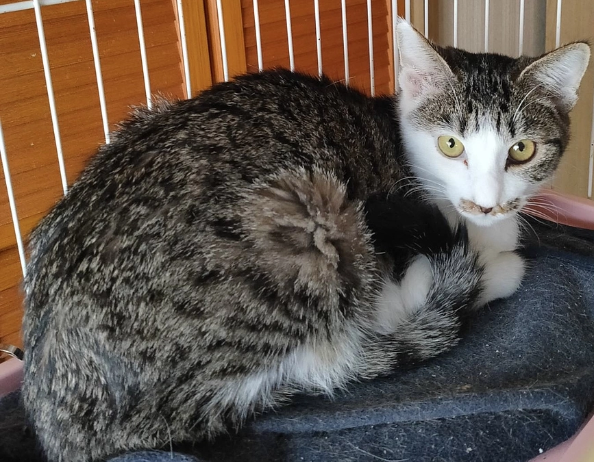 春生まれの子猫たちが、家族を待っています。