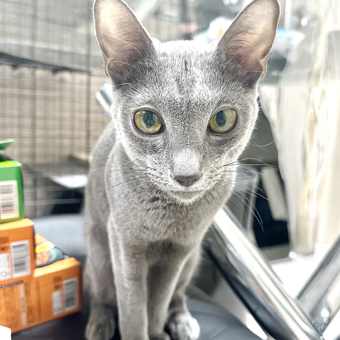 投薬2日目〜3日目