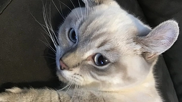 閉塞性肥大型心筋症を発症し肺水腫を繰り返すポチタを助けてください！ のトップ画像