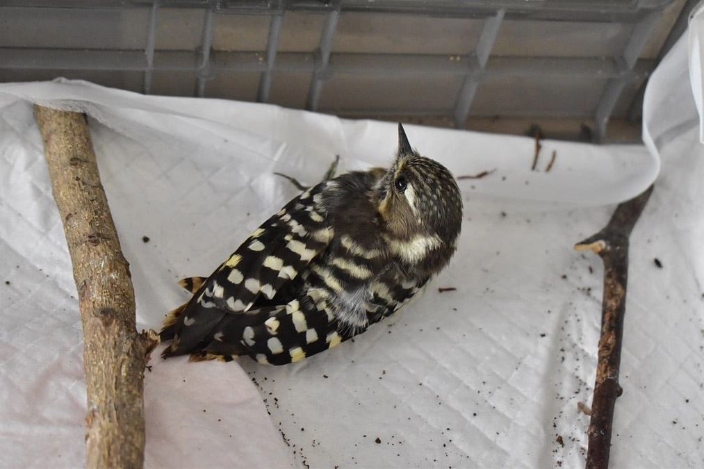 【保護情報】脚弱の巣立ち雛のコゲラ