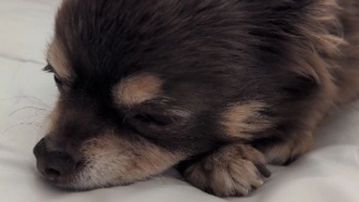 まろの手術まで残り7日❢