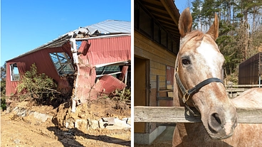 能登半島地震、豪雨により壊れた引退馬の屋根付馬場を修繕したい のトップ画像