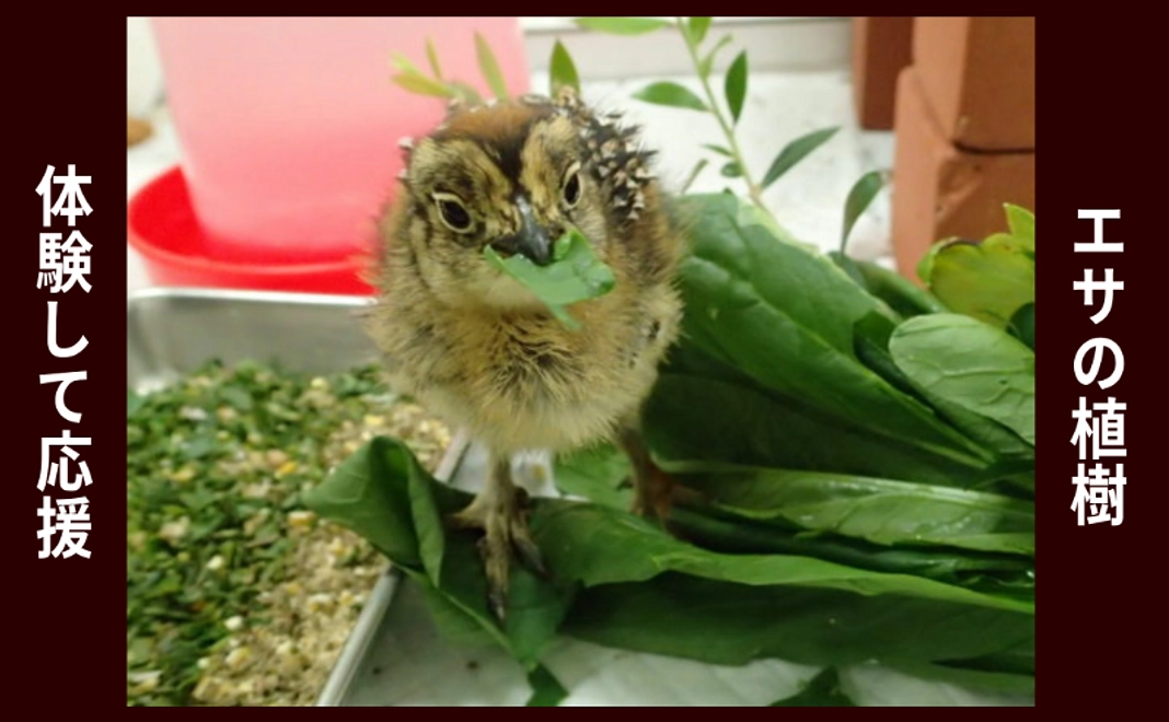 体験して応援｜ライチョウのエサの植樹