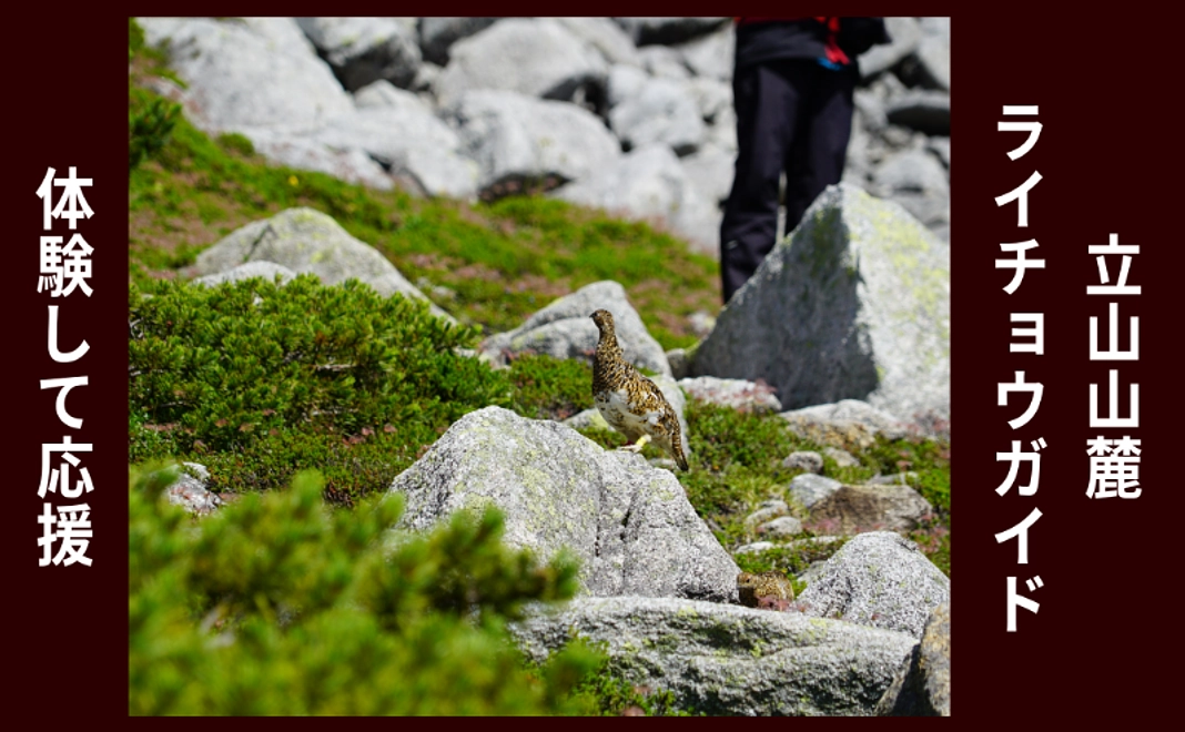 体験して応援｜立山山麓ライチョウガイド（1口4名まで可）