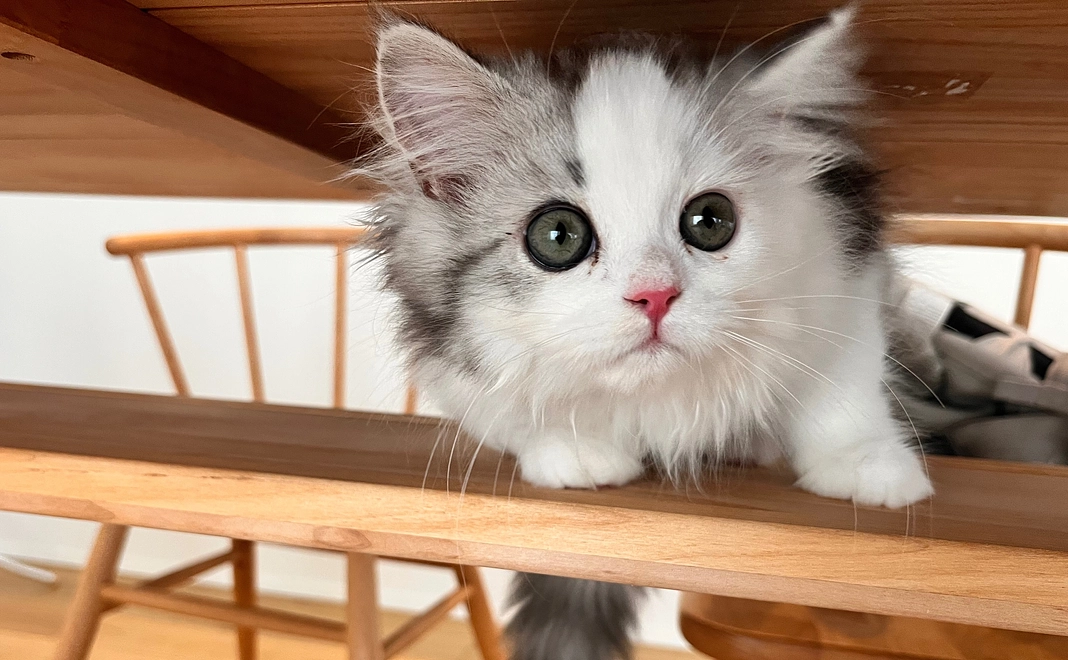 ６　ぽちゃのために　写真＋感謝メール