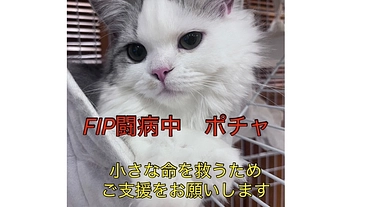 FIP(猫伝染性腹膜炎)を発症した愛猫のぽちゃを助けたい のトップ画像