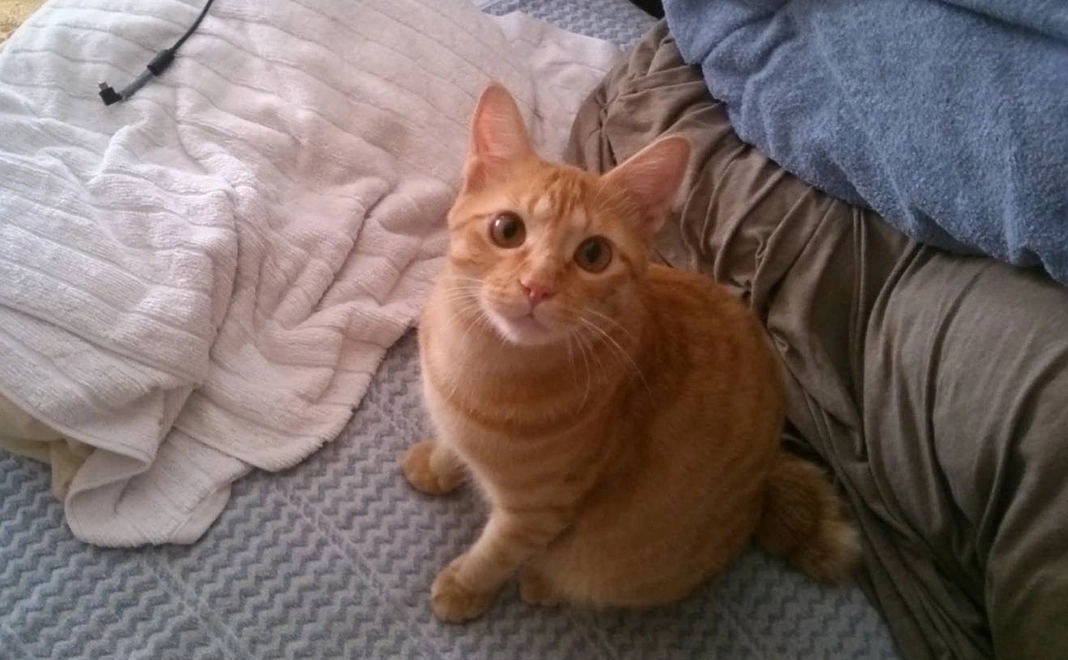 【上位表示権利】&【アプリ内限定バッチ】