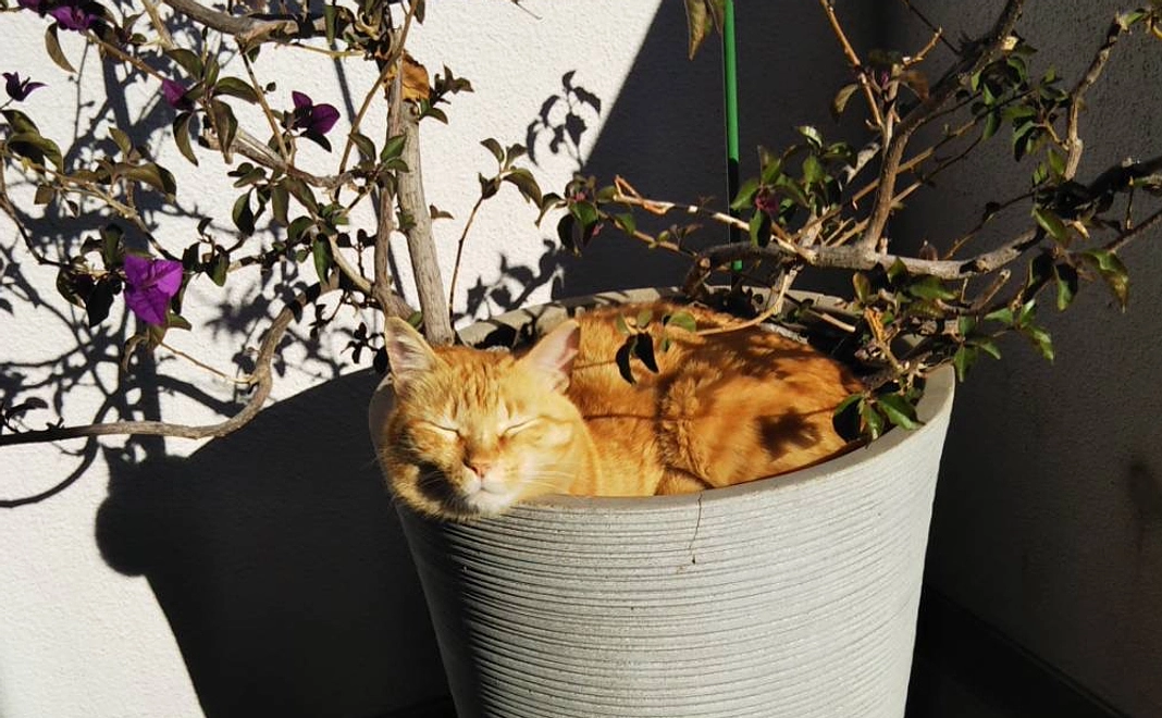 【シンプル応援プラン5千】