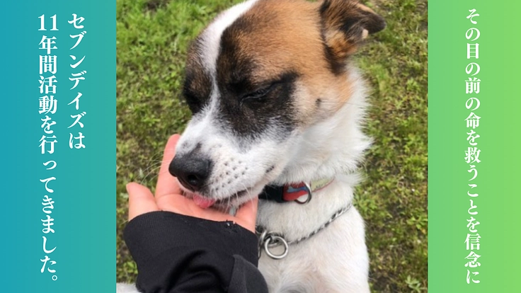 救う命を選ばない。どんな犬猫も保護し続け福岡の里親さんを増やしたい 3枚目