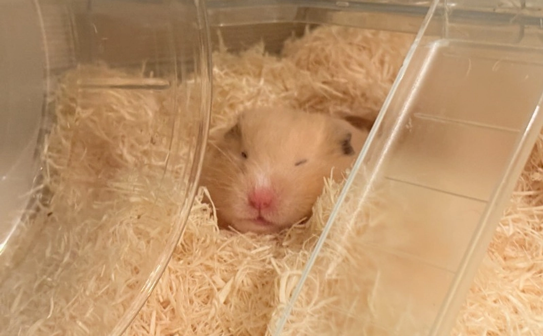 B: 【応援】全力応援コース