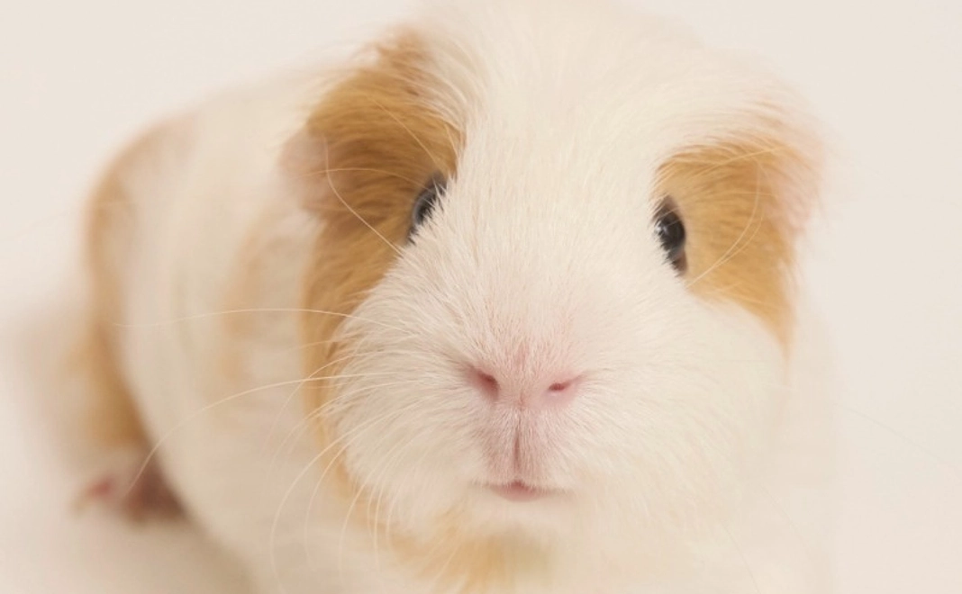 B: 【応援】スペシャルサポーター