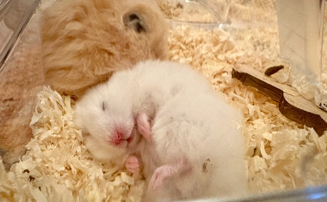 【体験】Minima特別連載「うちの子ストーリー」