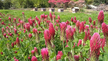 ミツバチが舞う里山を取り戻す!耕作放棄地を花畑に再生する挑戦 のトップ画像
