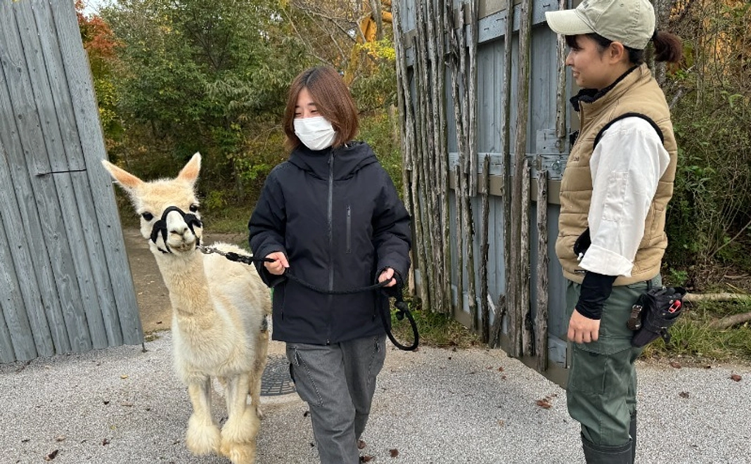 【体験】平日限定アルパカの曳き運動体験